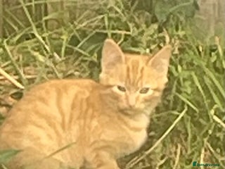 Mixed Breed cats - Advert 13