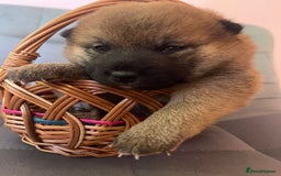 Japanese Shiba Inu dogs for sale: Adorable Japanese Shiba Inu Puppy Little Sunshine  - Image 15