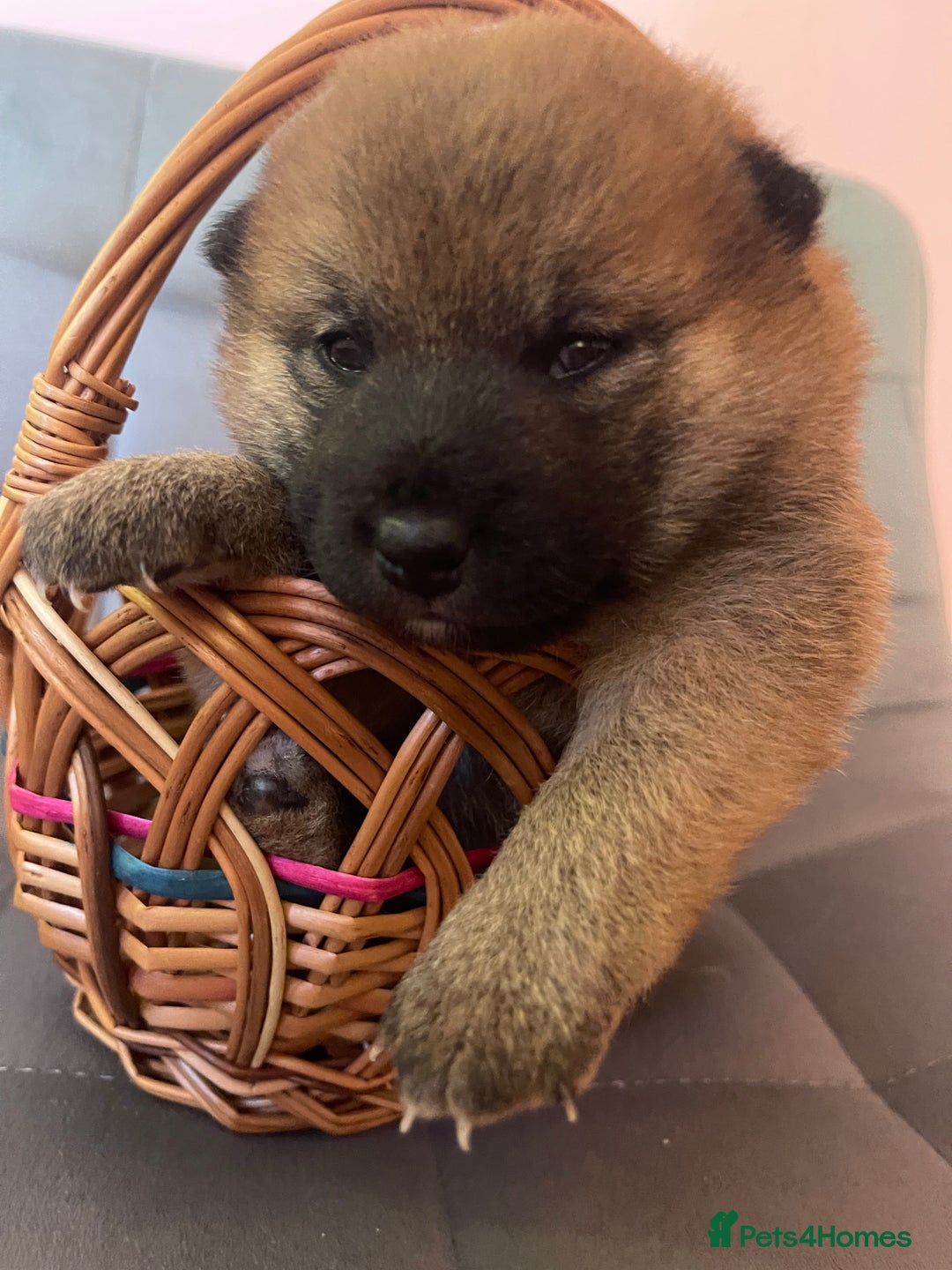 Japanese Shiba Inu dogs for sale: Adorable Japanese Shiba Inu Puppy Little Sunshine  - Image 15