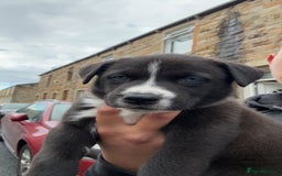 Mixed Breed dogs for sale: Husky Mix Puppies  - Image 1