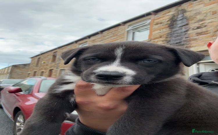Mixed Breed dogs - Advert 6