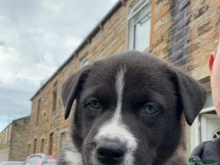 Mixed Breed dogs - Advert 7
