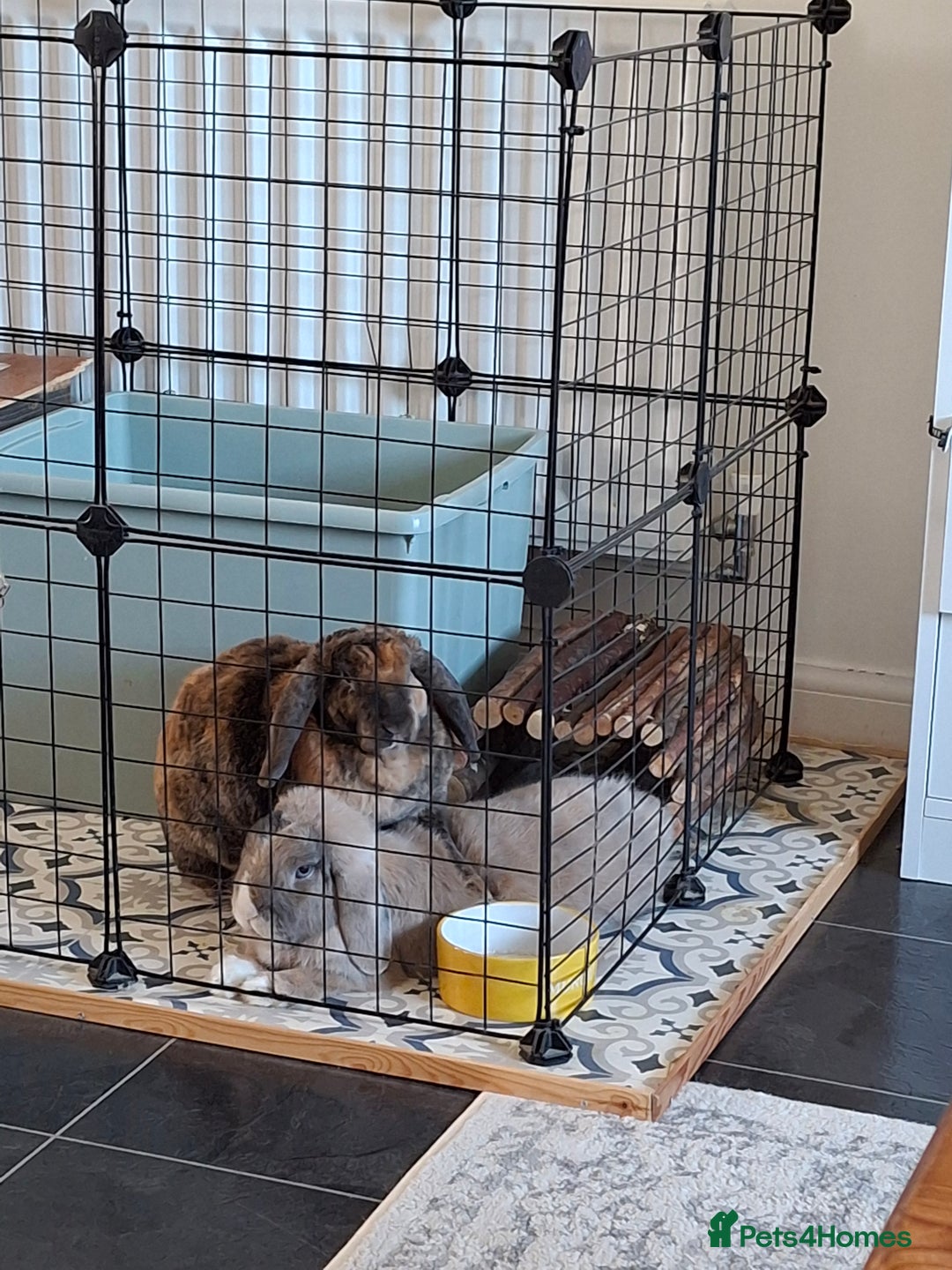 Mixed Breed rabbits for sale: Whisky & Ozzy - Advert 4