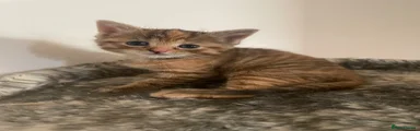 Domestic Shorthair 2