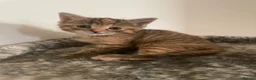 British Shorthair cats for sale: Beautiful Kittens Looking for Loving Homes - Advert 5