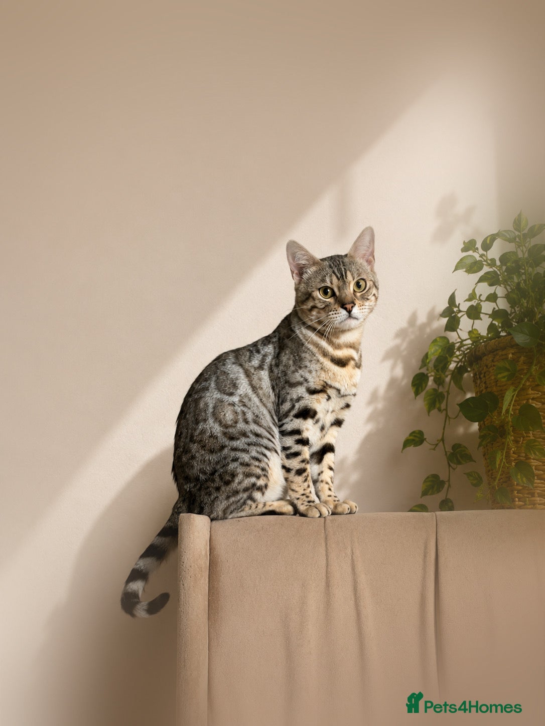 Bengal cats for sale: Pedigree G6 Bengal Cat in Leeds - Advert 1