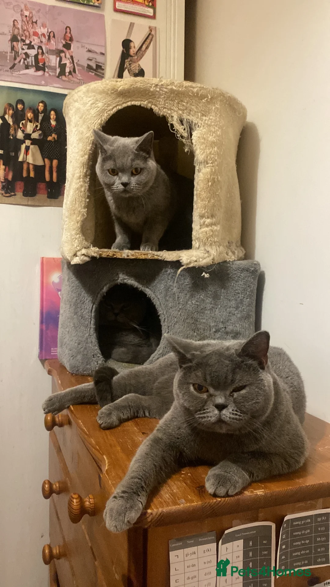 British Shorthair cats for sale: 2 Pedigree British blue Queens - Advert 1