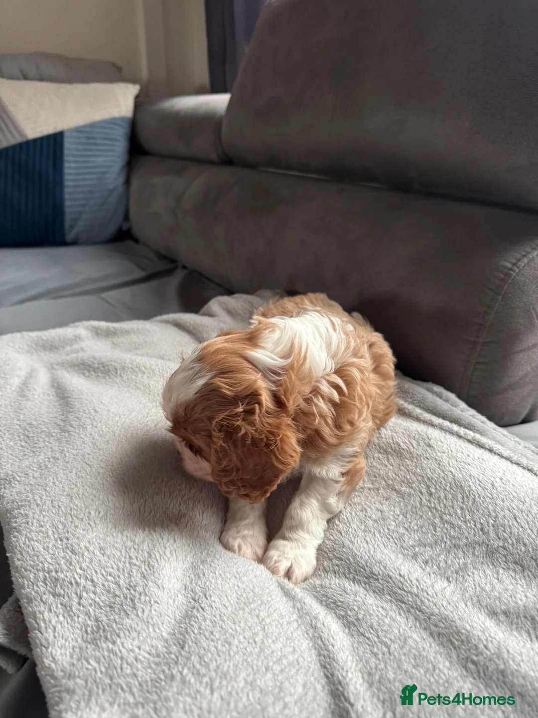 Cavalier King Charles Spaniel dogs for sale: Cavalier King Charles Spaniel boy - Advert 9