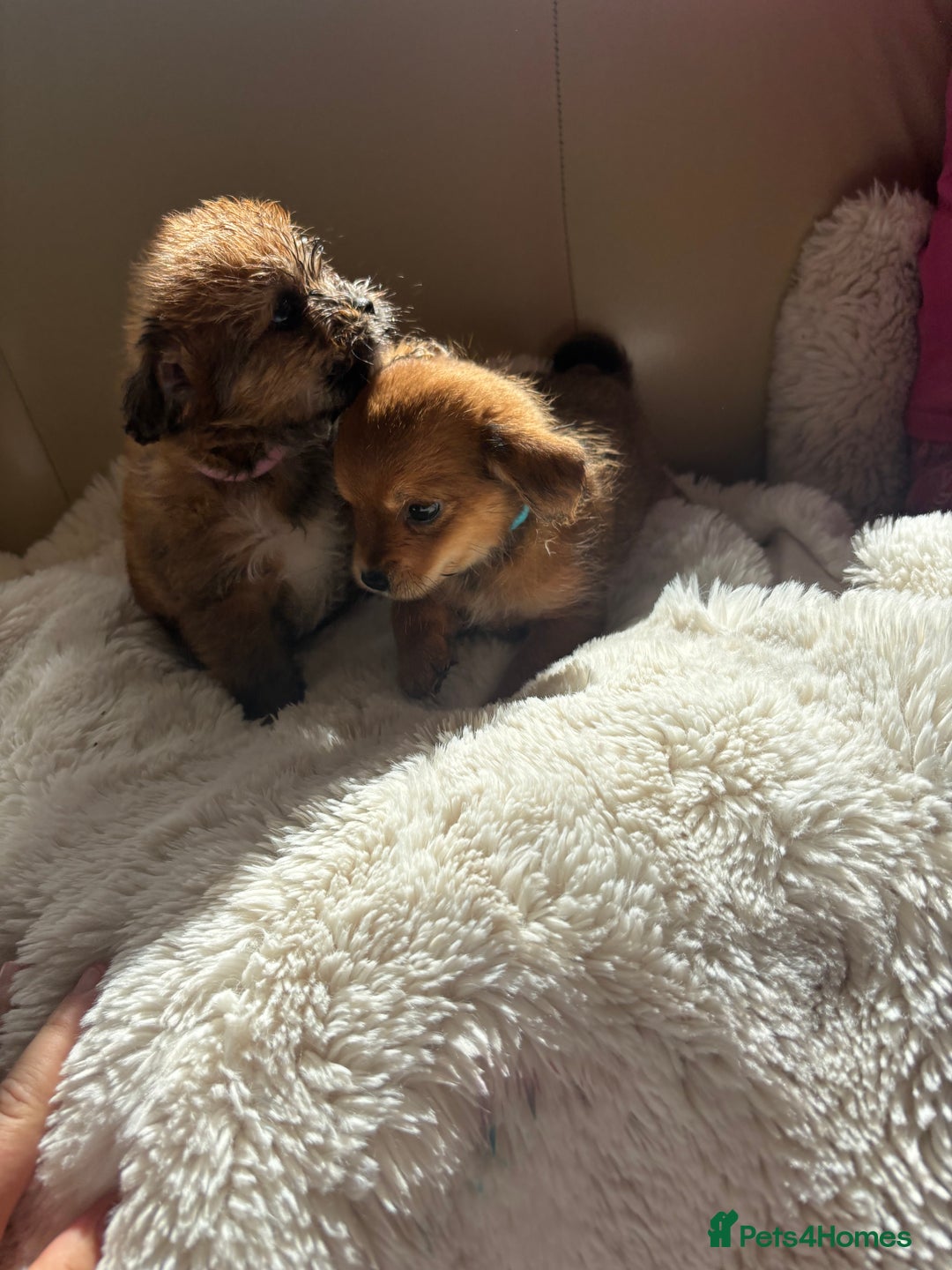 Shih Tzu dogs for sale: Shih tzu cross Yorkshire terrier - Image 16
