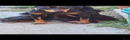 Dobermann dogs for sale: Doberman puppy's  - Advert 6