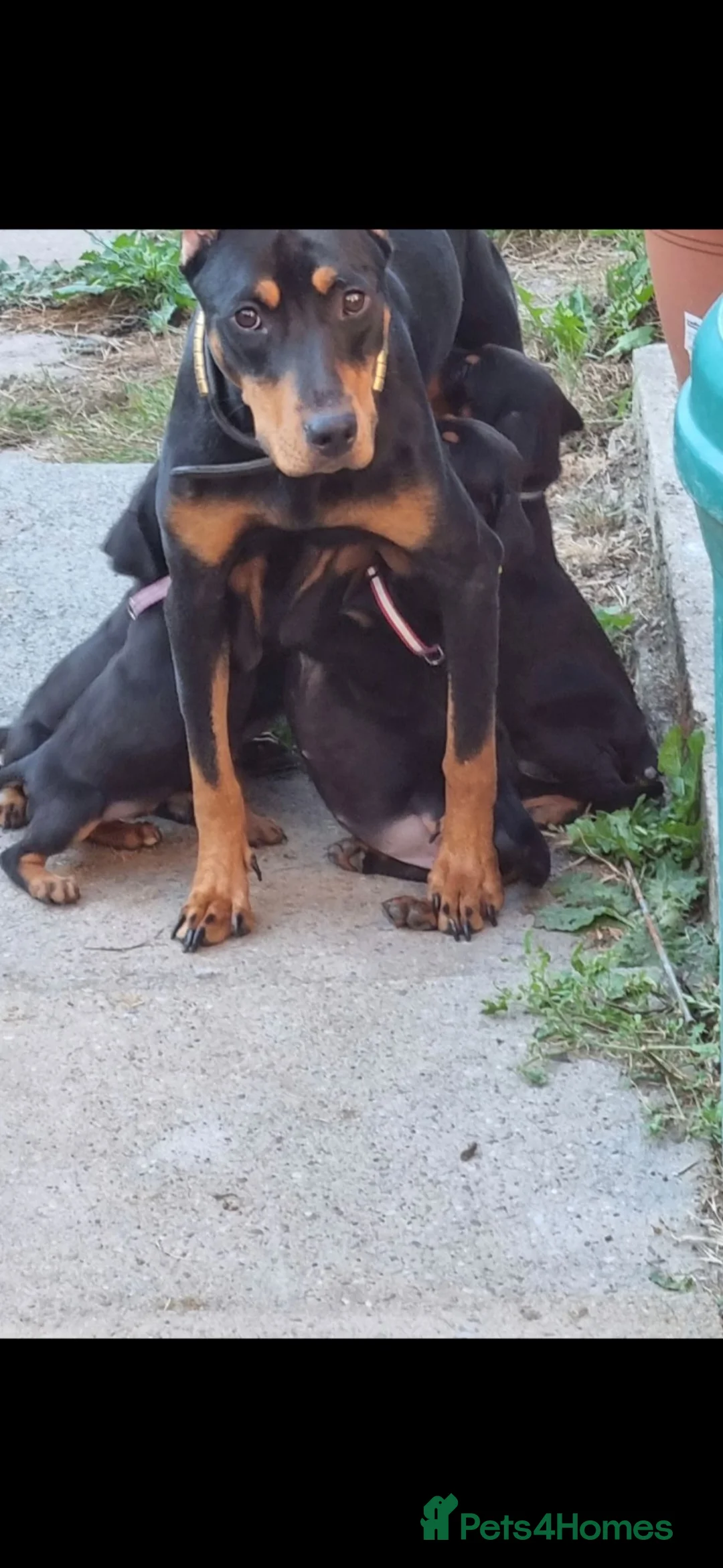 Dobermann dogs for sale: Doberman puppy's  - Advert 6