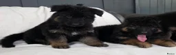 German Shepherd dogs for sale: Gorgeous German Shepherd Puppies For Sale - Advert 2