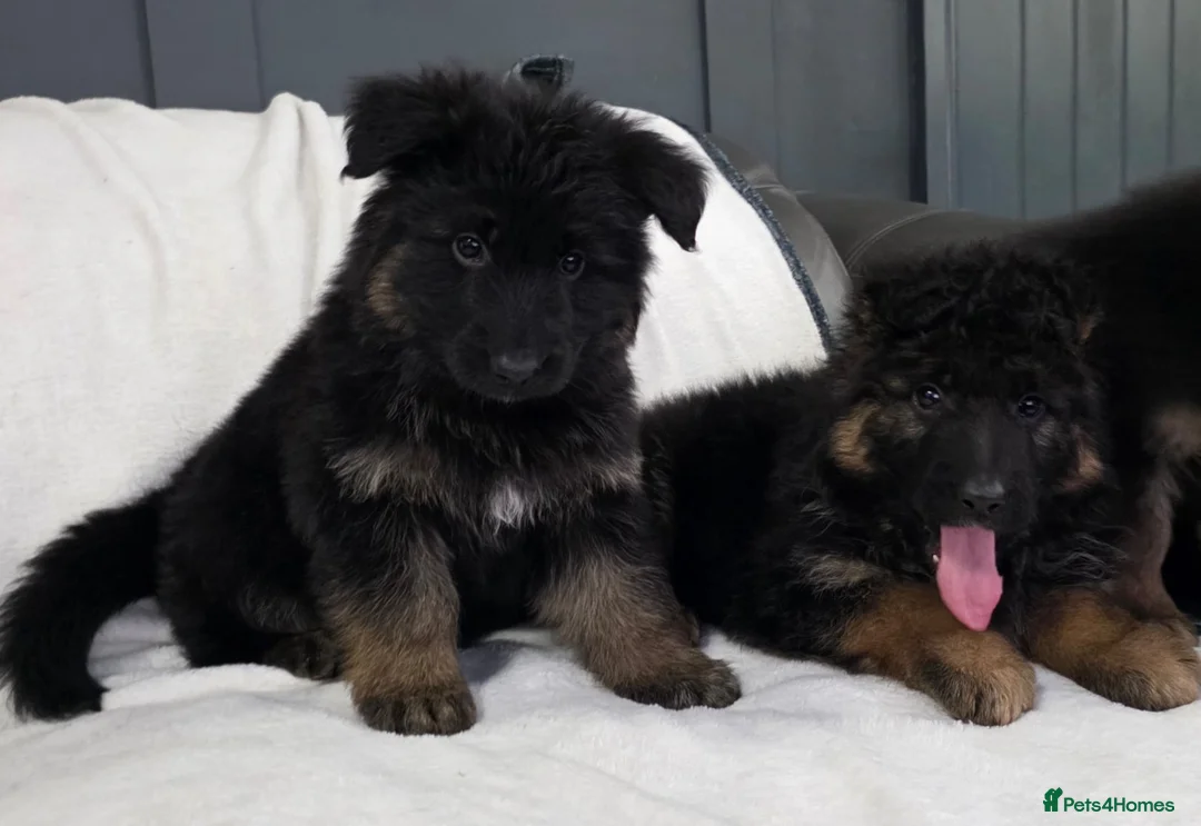 German Shepherd dogs for sale: Gorgeous German Shepherd Puppies For Sale - Advert 2
