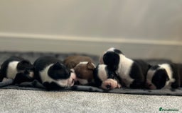 Boston Terrier dogs for sale: Beautiful Chunky KC Boston Terrier Puppies - Image 13