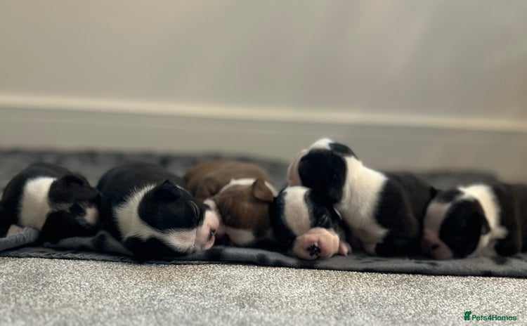 Boston Terrier dogs - Advert 1