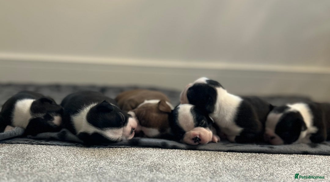 Boston Terrier dogs for sale: Beautiful Chunky KC Boston Terrier Puppies - Image 13