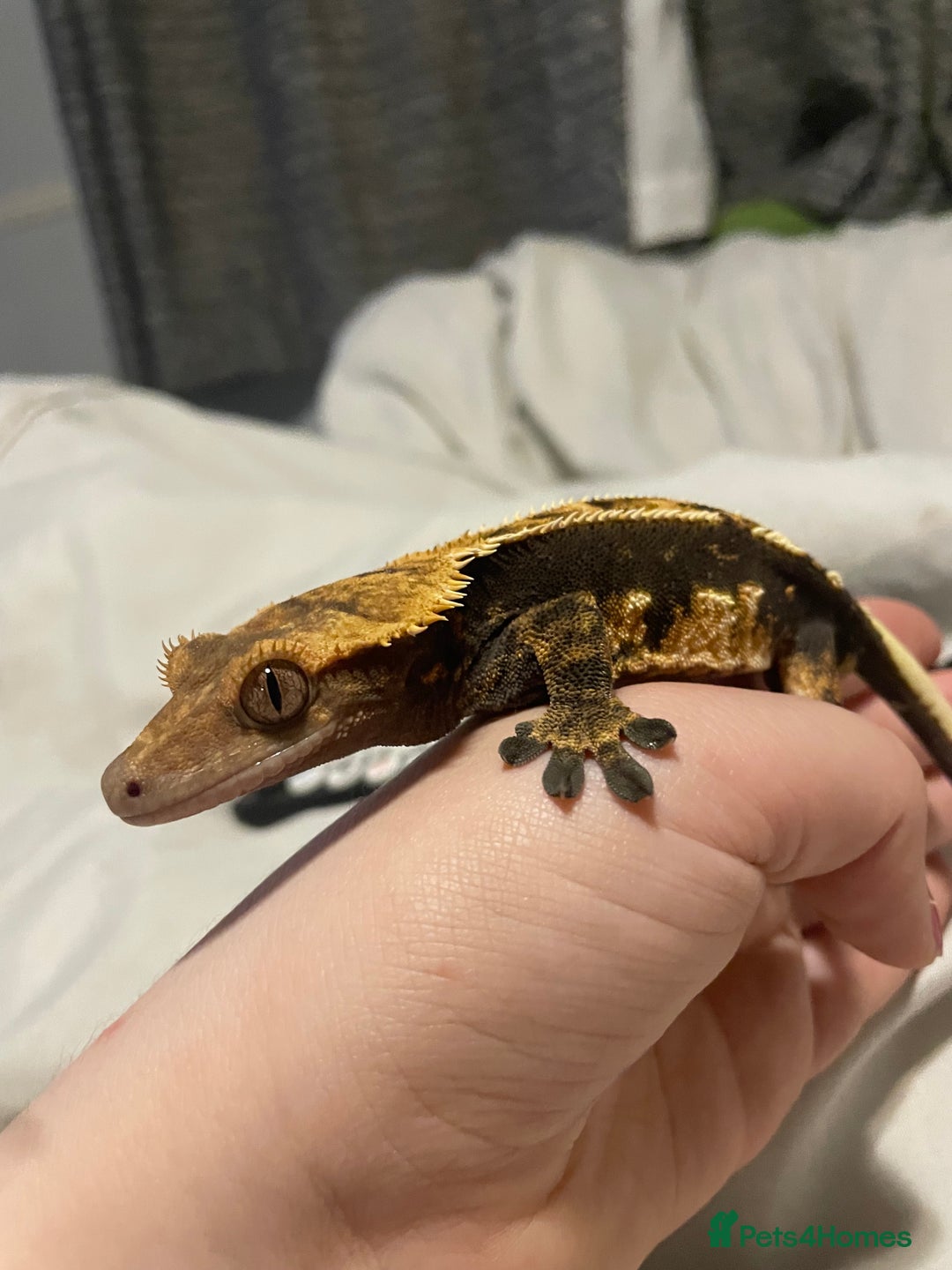 Gecko reptiles for sale: Created gecko  - Image 5