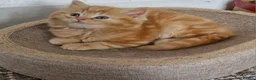 Mixed Breed cats for sale: 2 kittens half British shorthair - Advert 1