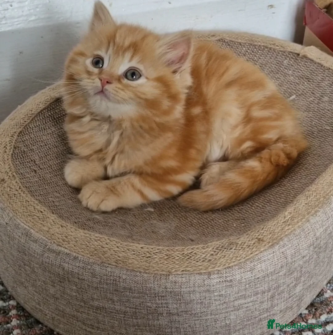 Mixed Breed cats for sale: 2 kittens half British shorthair - Advert 1