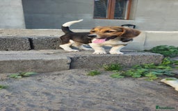 Beagle dogs for adoption: 💙🐶 ELVIS 🐶💙 - Image 18