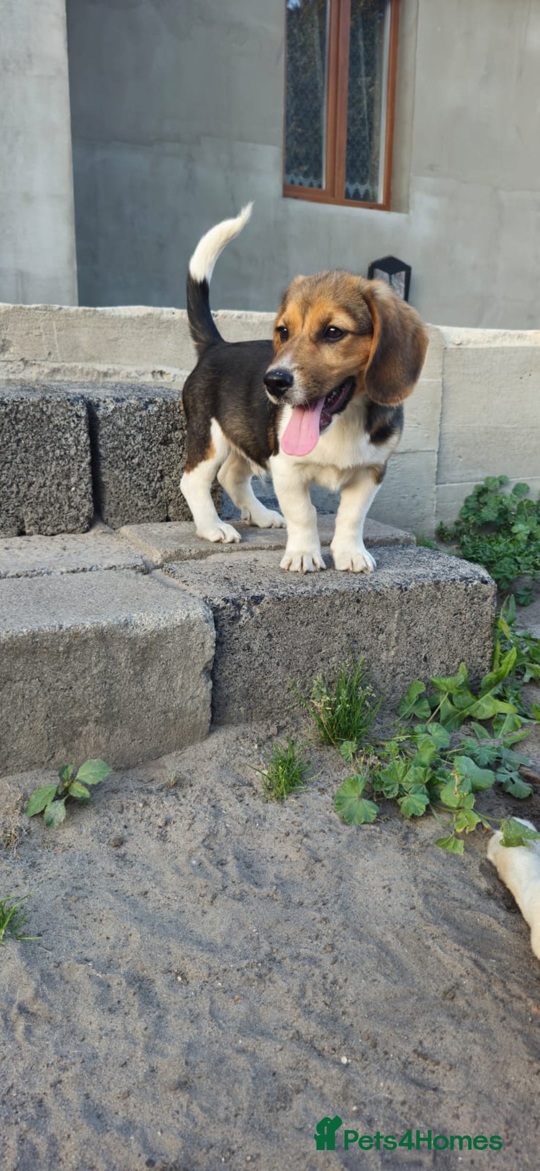 Beagle dogs for adoption: 💙🐶 ELVIS 🐶💙 - Image 18