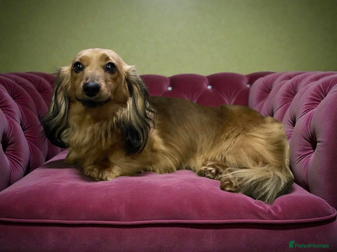 Miniature Dachshund dogs for sale: KC Long Hair Mini Dachshunds  - Advert 2