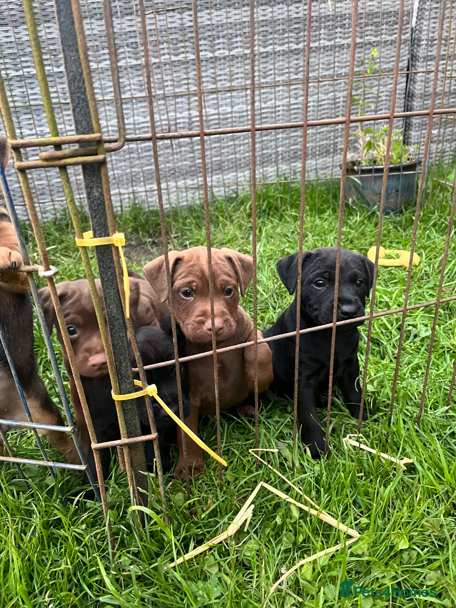 Mixed Breed dogs 3 Patterdale x Lakeland’s boys  - Advert 1