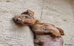 Miniature Dachshund dogs for sale: Gorgeous Mini Smooth Dachshunds Ready Now - Image 11