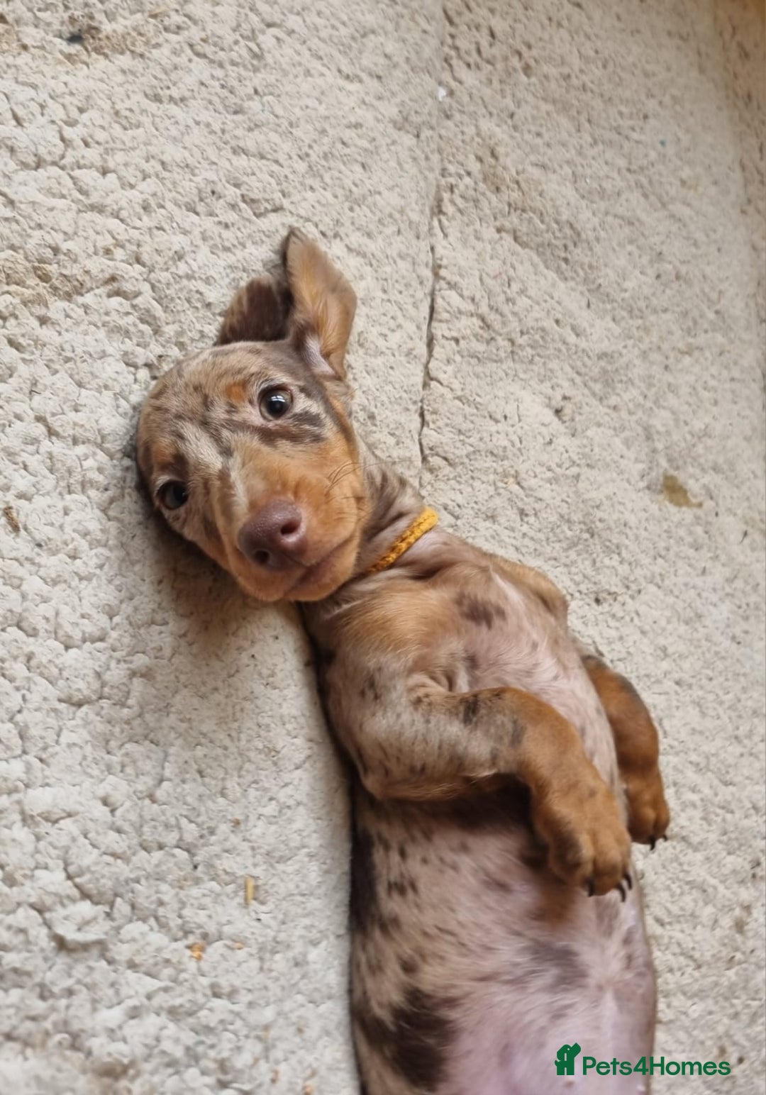 Miniature Dachshund dogs for sale: Gorgeous Mini Smooth Dachshunds Ready Now - Image 11