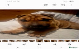 Mixed Breed dogs for sale: English bull terrier x shar pei - Image 12