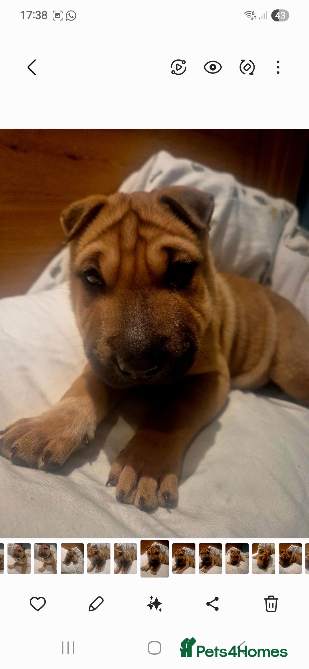 Mixed Breed dogs for sale: English bull terrier x shar pei - Image 12