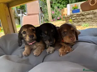 Miniature Dachshund dogs 5 beautiful long haired dachshunds! - Advert 2
