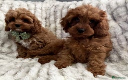 Cavapoo dogs for sale: F1 DEEP FOX RED EXTENSIVELY HEALTH TESTED BABIES  - Image 3