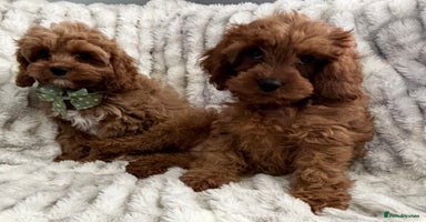 Cavapoo dogs - Advert 9