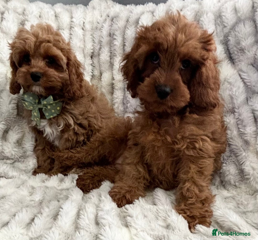 Cavapoo dogs for sale: F1 DEEP FOX RED EXTENSIVELY HEALTH TESTED BABIES  - Image 3