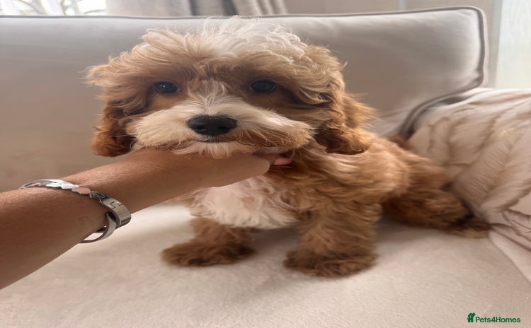 Cavapoo dogs - Advert 5