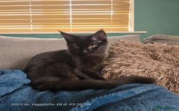 Maine Coon cats for sale: Very good price - Image 3