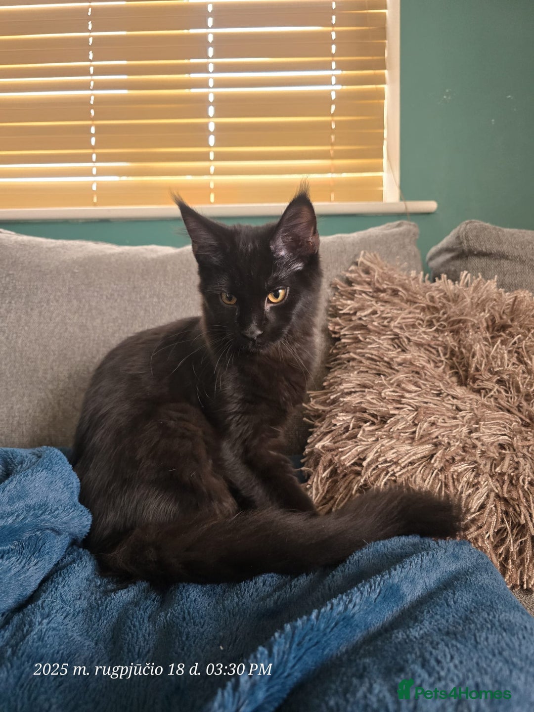 Maine Coon cats for sale: Very good price - Image 3