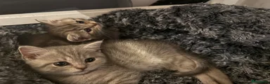 Flocky