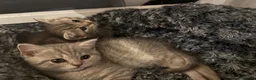 Scottish Fold cats for sale: Scotish fold cross Scottish straight adorable🥰 😻 - Advert 16