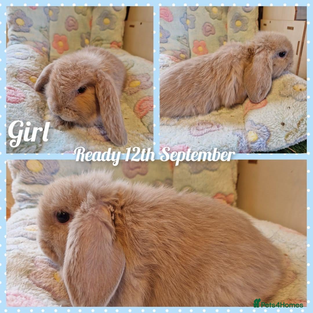 Mini Lop rabbits Mini lop pair fully vaccinated  - Advert 8