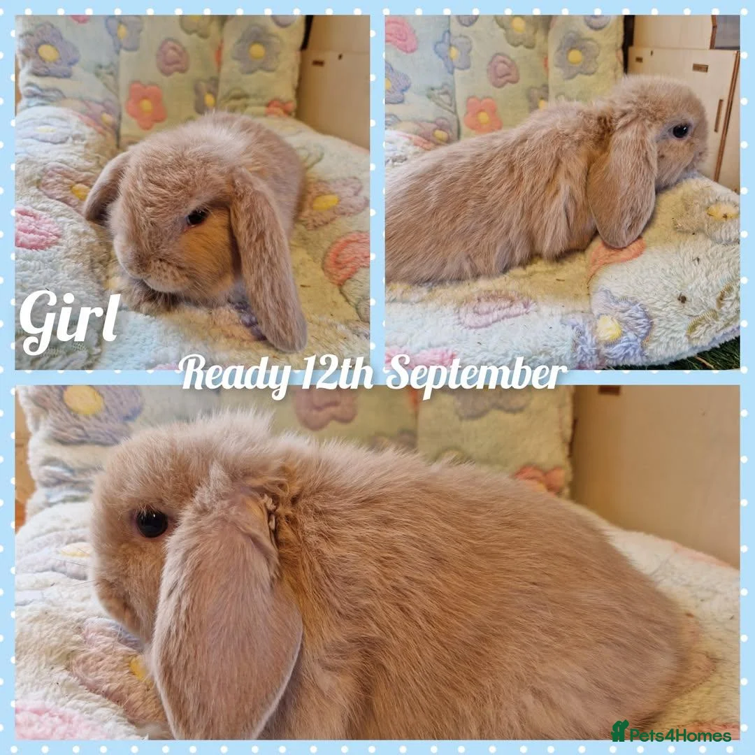 Mini Lop rabbits for sale: Mini lop pair fully vaccinated  - Advert 1