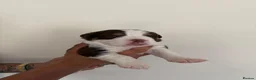 Olde English Bulldogge dogs for sale: Olde English fluffy Bulldogges in Bromsgrove - Advert 3