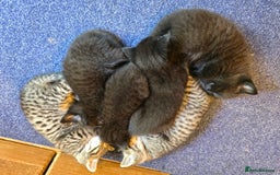 Mixed Breed cats for sale: Bengal cross. And ghost blacks - Image 4