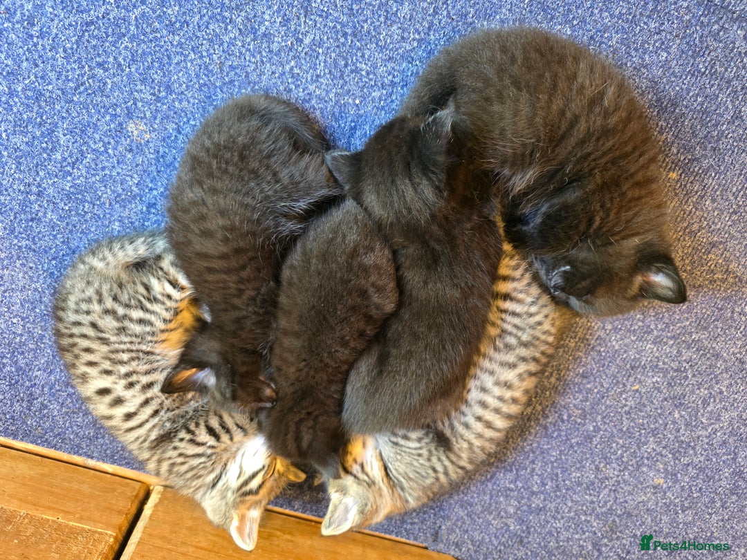 Mixed Breed cats for sale: Bengal cross. And ghost blacks - Image 4