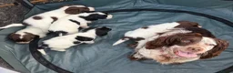 Cocker Spaniel dogs for sale: Cocker spaniel puppy’s  - Advert 6