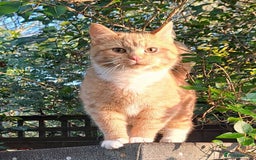 Mixed Breed cats for sale: Gorgeous Ginger Maine Coon x Kittens - Image 19
