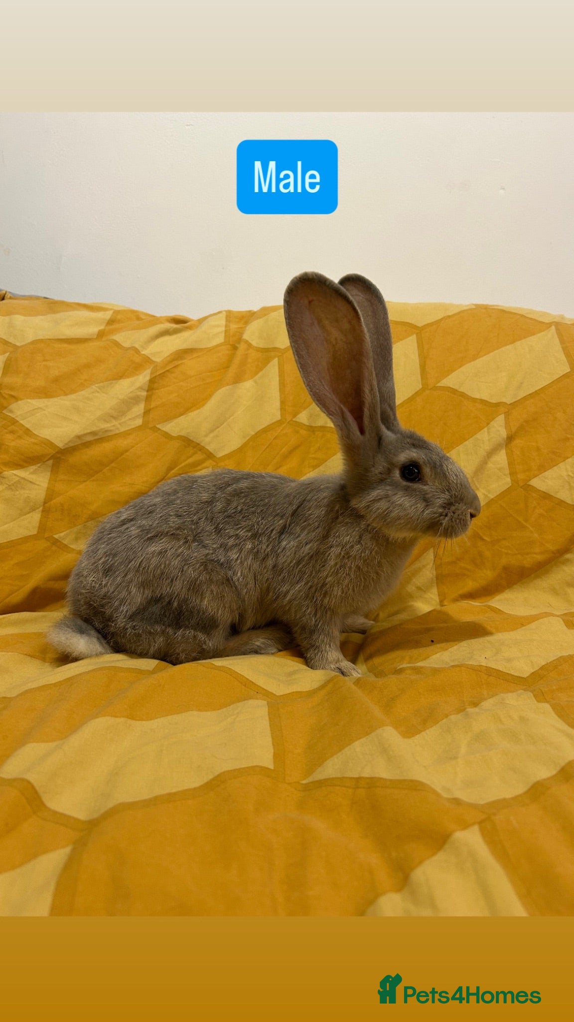 Continental Giant rabbits Continental Giant Baby Rabbits - Advert 7