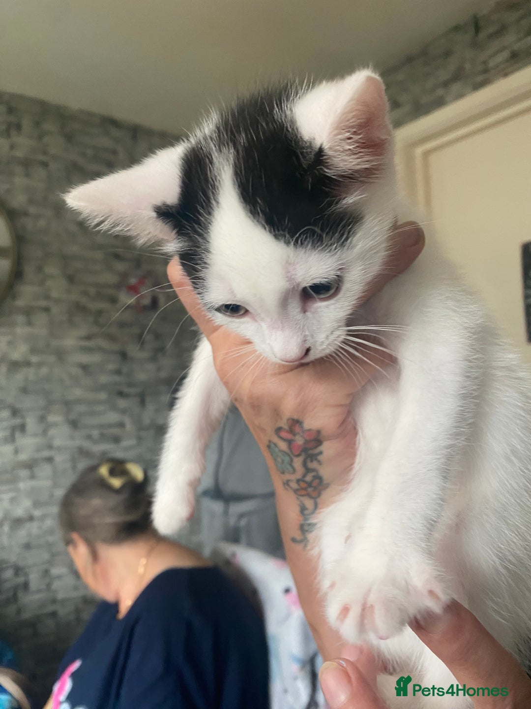Mixed Breed cats for sale: 2 gorgeous 2 kitchens ready   - Image 6