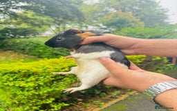 Guinea Pig rodents for sale: Cute Guinea Pigs Ready To Rehome ❤️ - Image 2